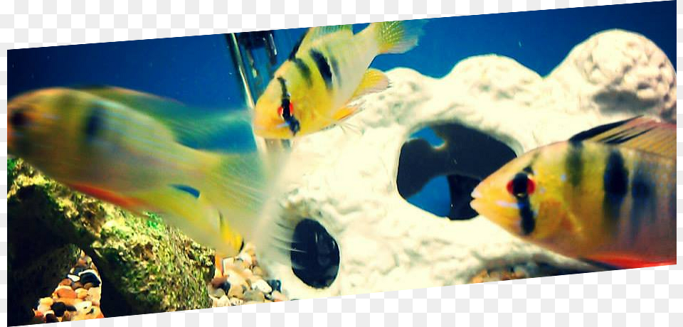 Call Or Visit World Of Wet Pets Tropical Fish Today World Of Wet Pets, Water, Animal, Aquarium, Aquatic Png