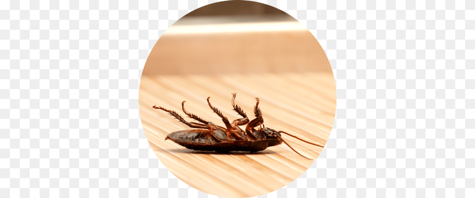 Call Today Pest Control Slider, Animal, Insect, Invertebrate, Cockroach Free Png Download