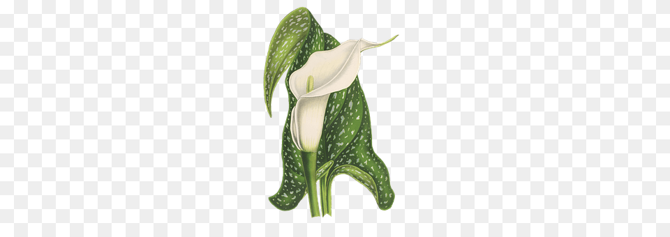 Calla Flower, Plant, Araceae, Green Free Transparent Png