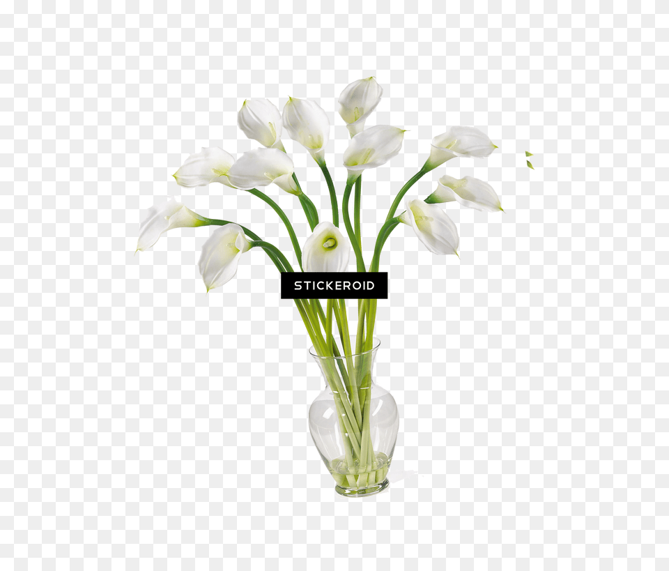 Calla Callalily Flower Nature, Flower Arrangement, Flower Bouquet, Plant, Jar Free Png