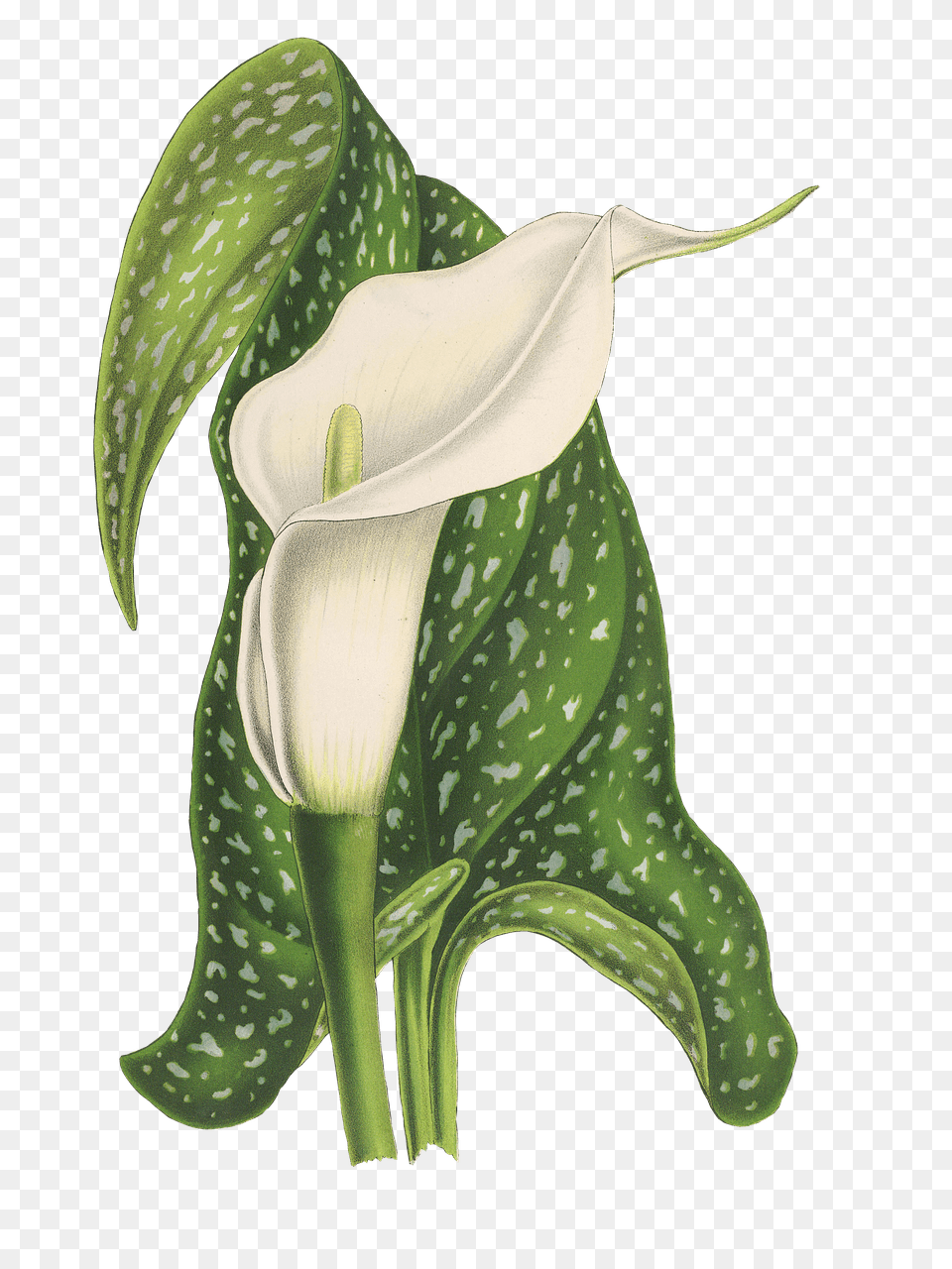 Calla Flower Drawing, Plant, Araceae, Green Free Png