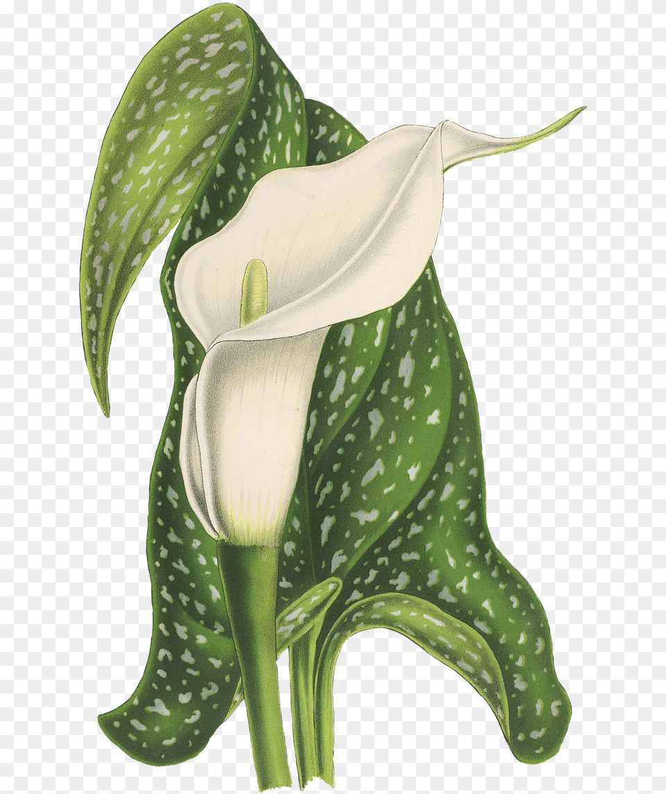 Calla Flower Drawing Transparent Stickpng Calla Lily Wedding Invitations, Plant, Araceae Png Image