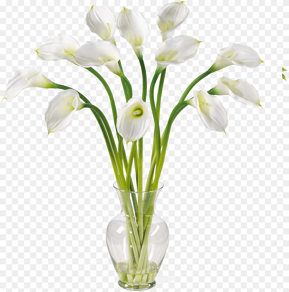 Calla Image Calla Lily, Flower, Flower Arrangement, Jar, Plant Free Transparent Png