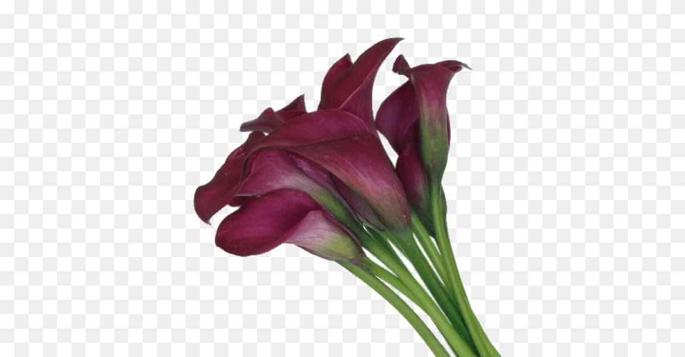 Calla Lilies, Flower, Plant, Lily, Petal Png