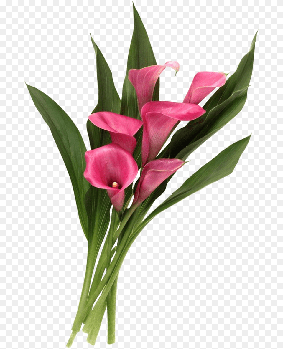 Calla Lilies Calla Lilies, Flower, Petal, Plant, Flower Arrangement Free Png