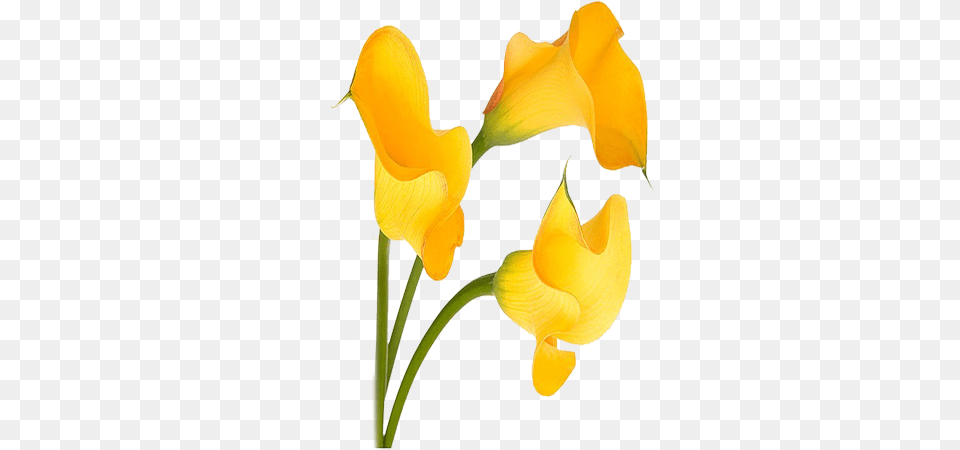 Calla Lilies Clip Art, Flower, Petal, Plant, Daffodil Free Png Download