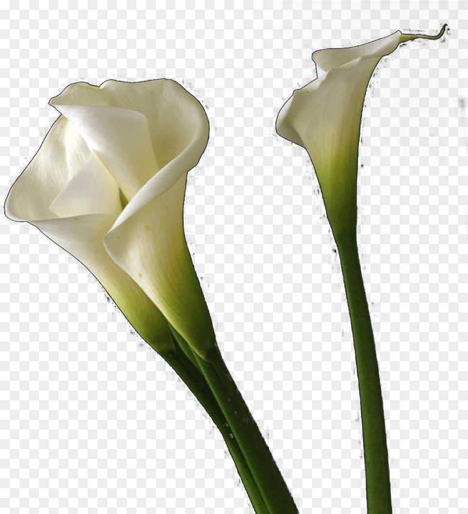 Calla Lilies Flowers Background, Flower, Petal, Plant, Rose Free Png Download