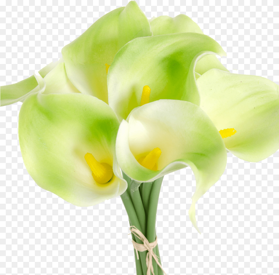 Calla Lilies Flowers Clipart, Flower, Petal, Plant, Rose Png Image