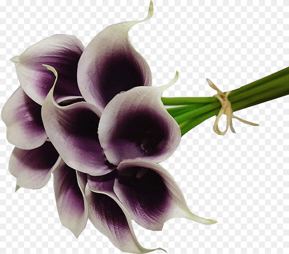 Calla Lilies Flowers File Dendrobium, Flower, Petal, Plant, Orchid Png Image