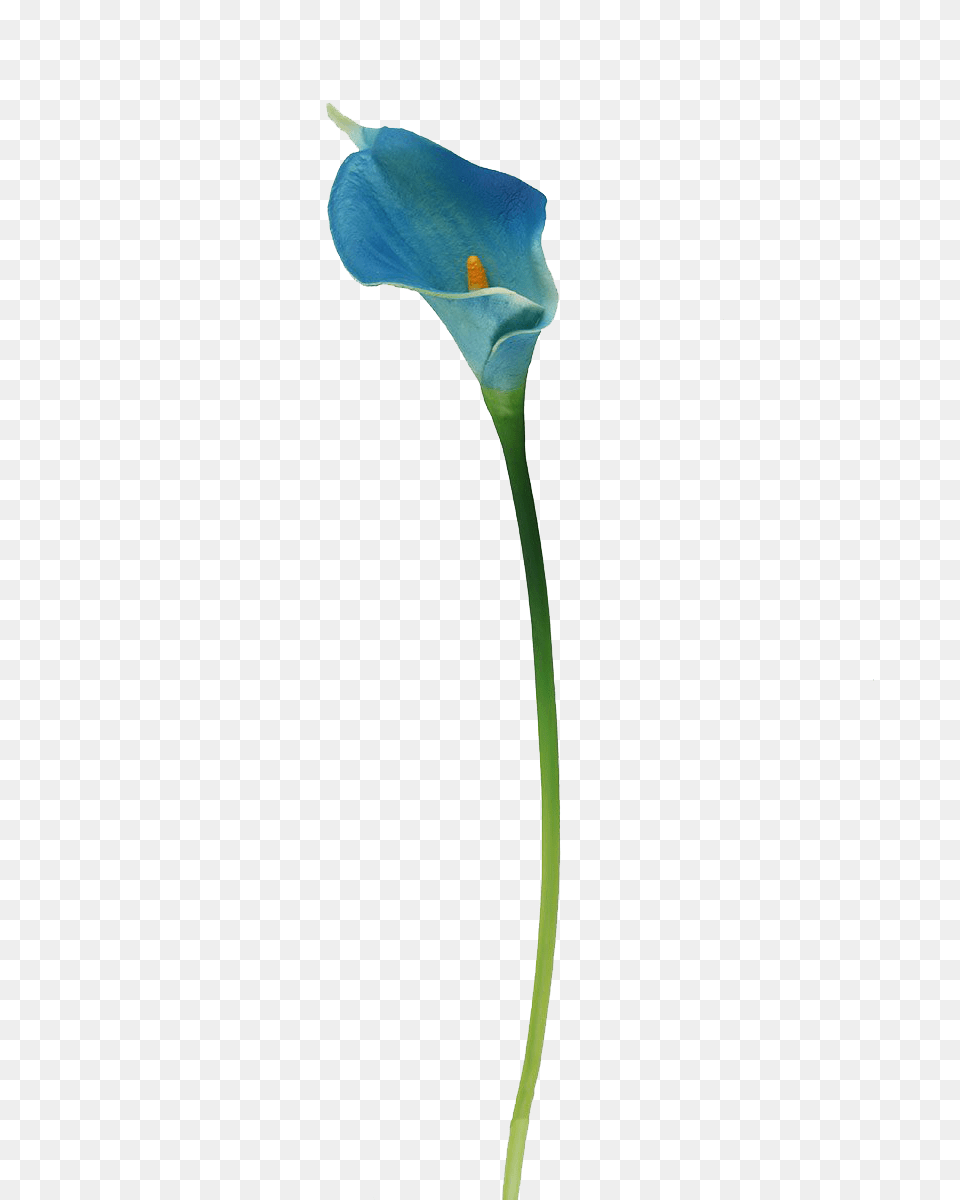 Calla Lilies Flowers Photo Background, Flower, Petal, Plant, Anther Free Transparent Png