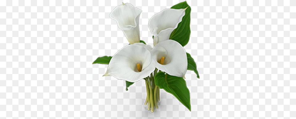 Calla Lilies Lawyers In The Philippines Lovely, Flower, Plant, Petal, Araceae Png