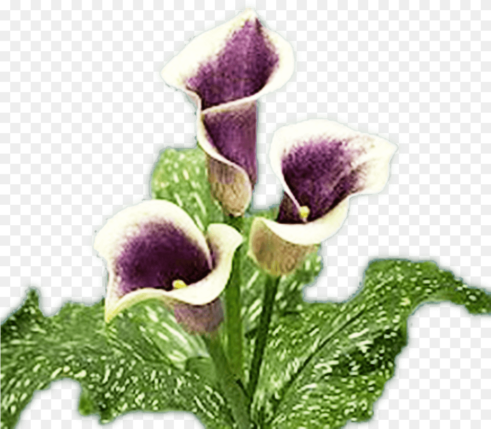 Calla Lilies White Purple Lily Flowers Purple And White Calla Lily, Flower, Plant, Petal Free Transparent Png