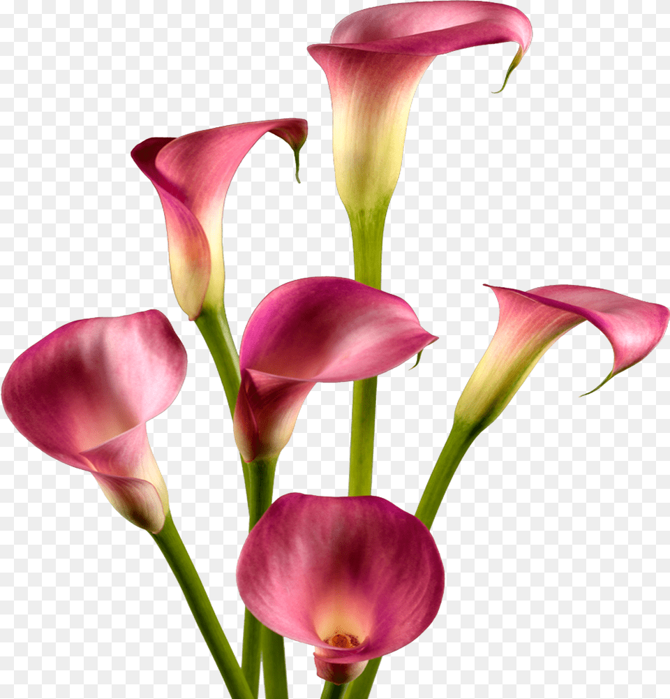 Calla Lily, Flower, Petal, Plant, Flower Arrangement Free Png