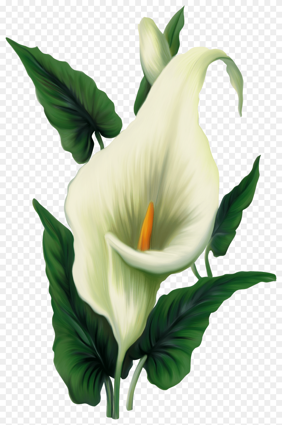 Calla Lily, Plant, Flower, Araceae, Wedding Png
