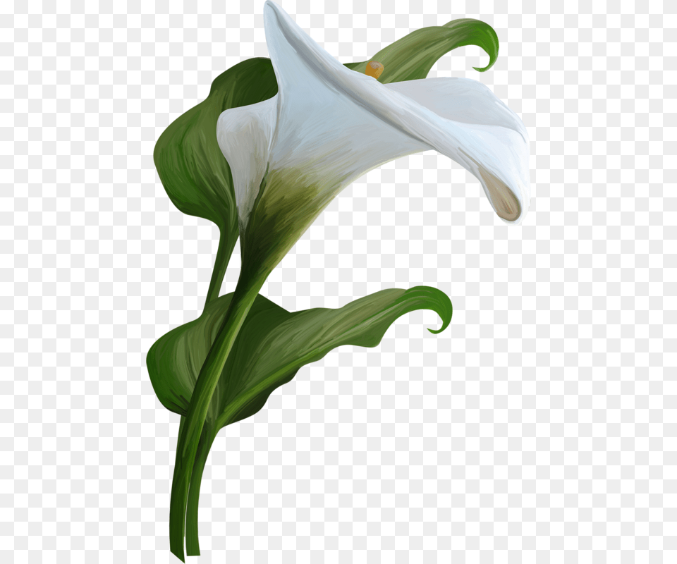 Calla Lily Calla Lily, Flower, Plant, Person, Petal Free Png