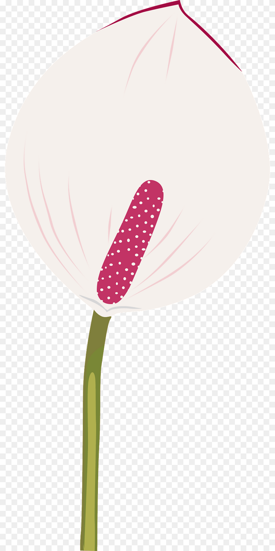 Calla Lily Clipart, Flower, Plant, Anthurium, Petal Png
