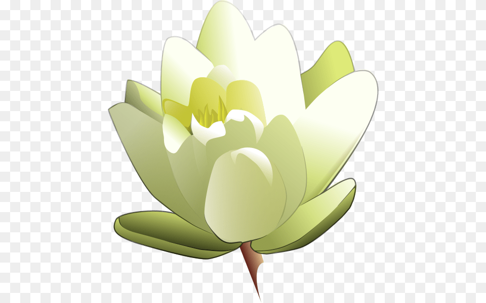 Calla Lily Clipart For Web, Flower, Plant, Petal, Pond Lily Png Image