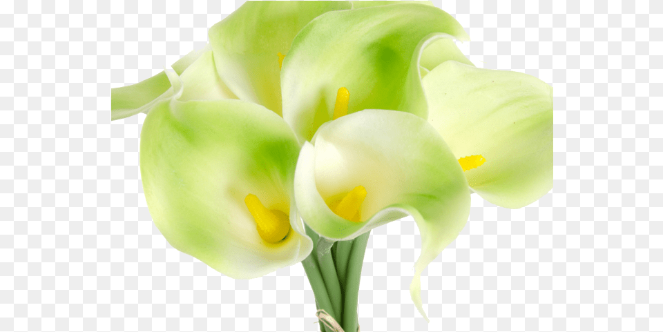 Calla Lily Clipart Religious Lovely, Flower, Petal, Plant, Rose Free Png