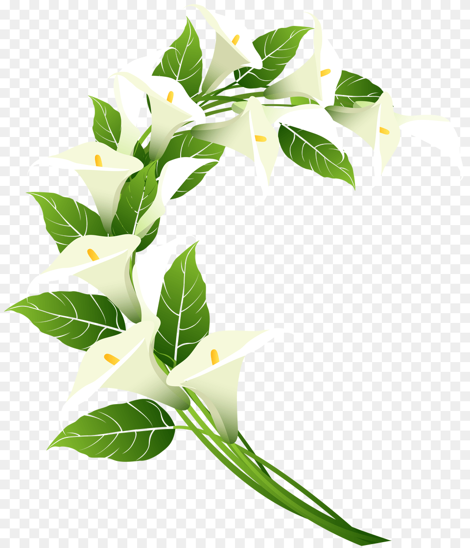 Calla Lily Decoration Clip Art, Flower, Green, Plant, Leaf Free Transparent Png