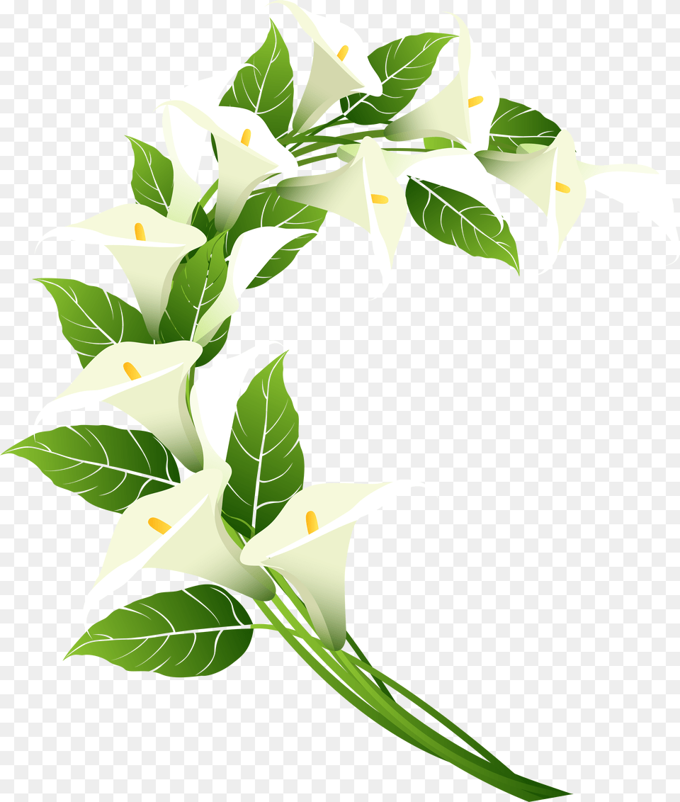 Calla Lily Decoration Clip Art Image, Flower, Green, Plant, Leaf Free Png Download