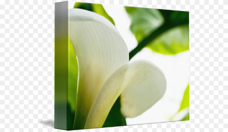 Calla Lily Extreme Close Up Of Large White Petal, Flower, Plant, Araceae Free Transparent Png