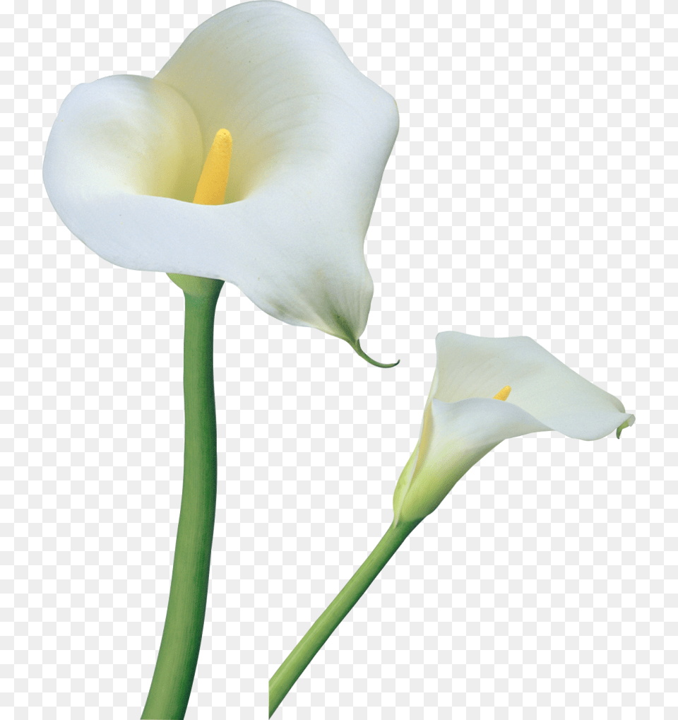 Calla Lily Flower, Plant, Araceae Free Png Download