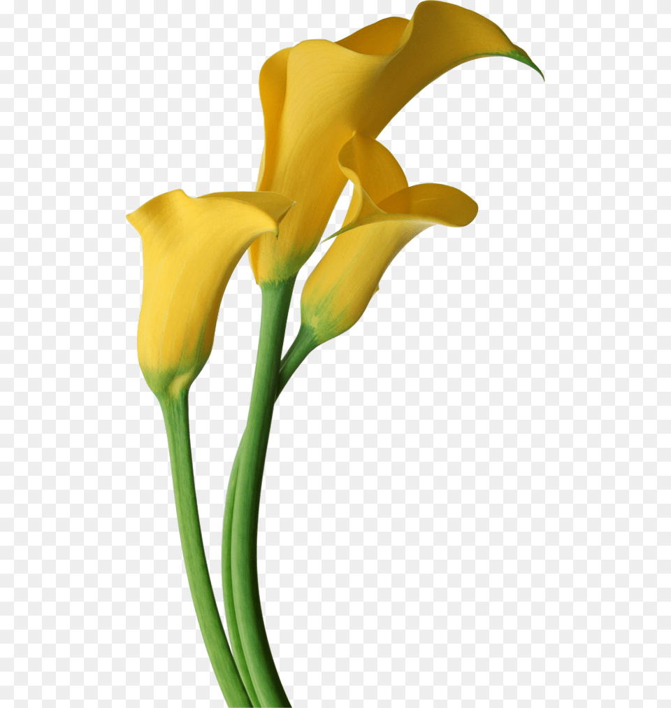 Calla Lily Flower Clip Art Calla Lily Clip Art Image Of Calla, Plant Free Png