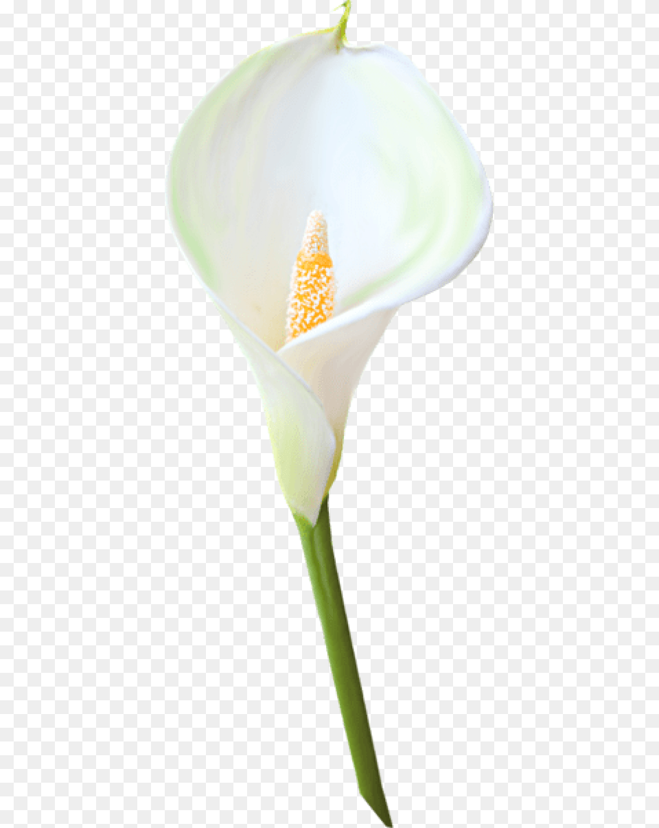 Calla Lily Flower Clipart Calla Lily Background, Plant, Araceae, Anther, Petal Free Png