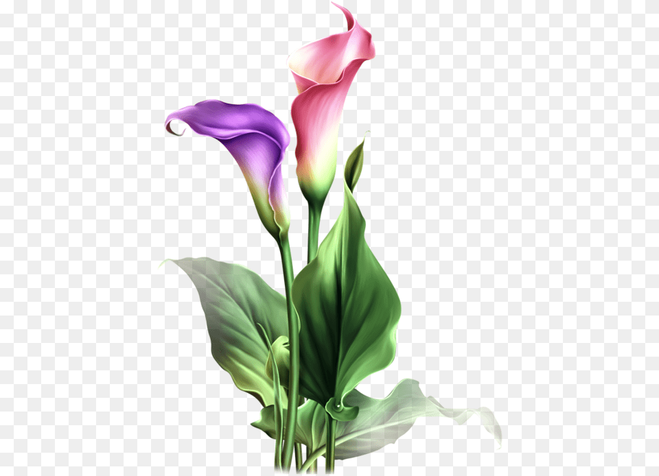 Calla Lily Flowers Drawings, Flower, Plant, Flower Arrangement, Petal Free Png Download