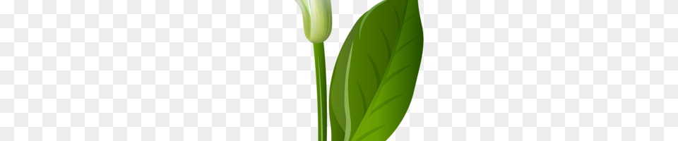 Calla Lily Flower, Green, Leaf, Plant Png Image