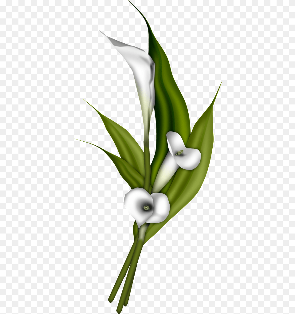 Calla Lily Picture, Flower, Green, Plant, Leaf Free Transparent Png