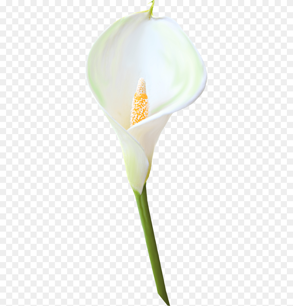 Calla Lily Single Flower, Plant, Araceae, Anther Png