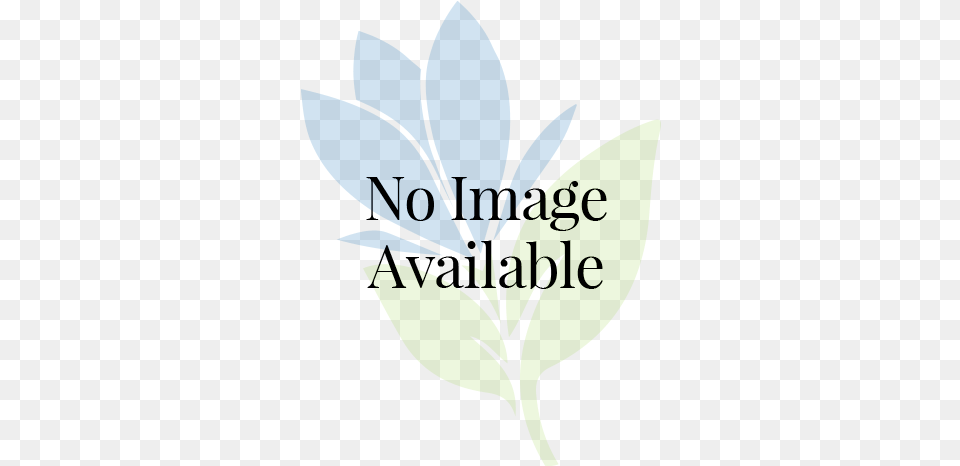 Calla Lily Starry Night Le Corps En Voyage, Herbal, Herbs, Leaf, Plant Png Image