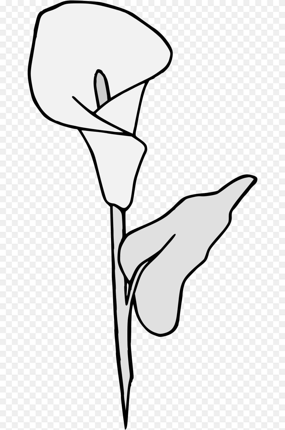 Calla Lily Traceable Heraldic Art Lovely, Flower, Plant, Adult, Female Free Png