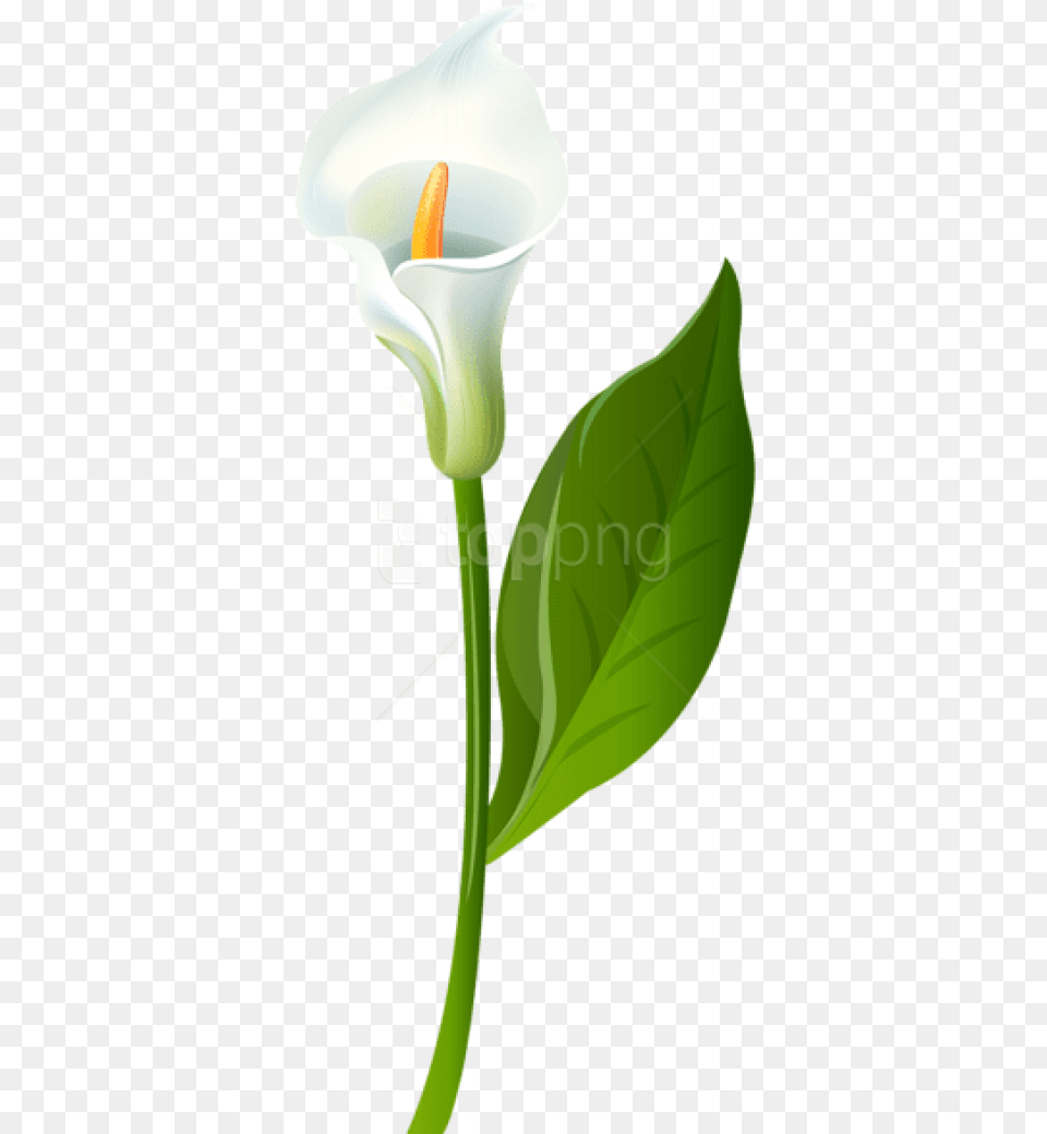 Calla Lily Transparent Calla Lily Clip Art Free, Flower, Plant, Araceae Png Image