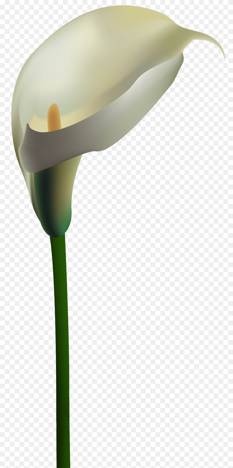 Calla Lily Transparent Clip Art, Flower, Plant Png