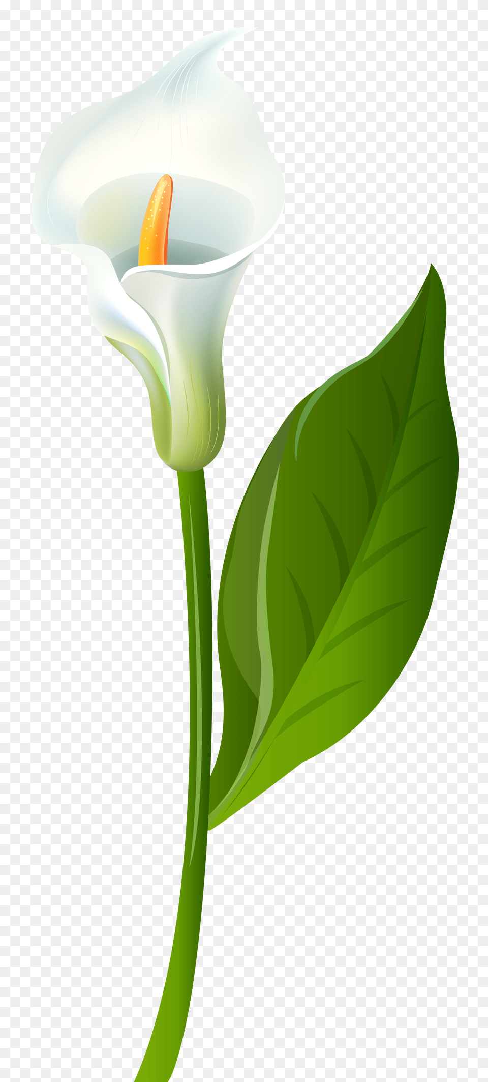 Calla Lily Transparent Clip Art, Flower, Green, Plant Free Png Download