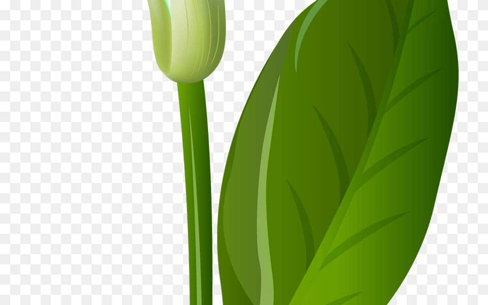 Calla Lily Transparent Clip Art Bud, Flower, Green, Leaf Png Image
