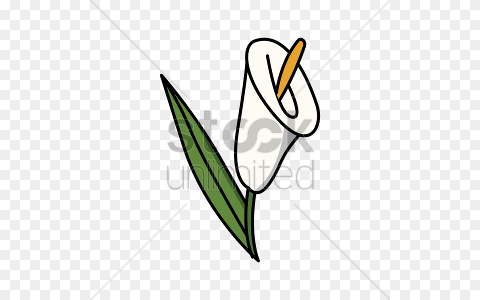 Calla Lily Vector Image, Flower, Plant, Araceae Free Png