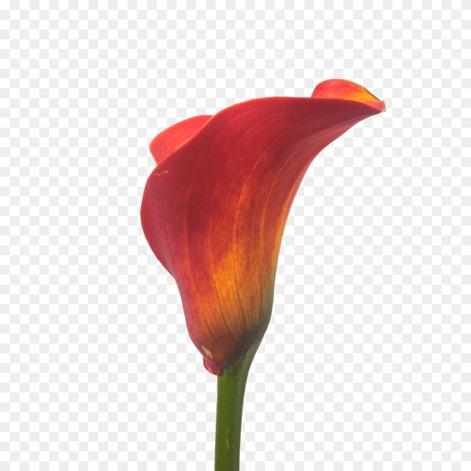 Calla Trinity Arum, Flower, Petal, Plant, Araceae Png