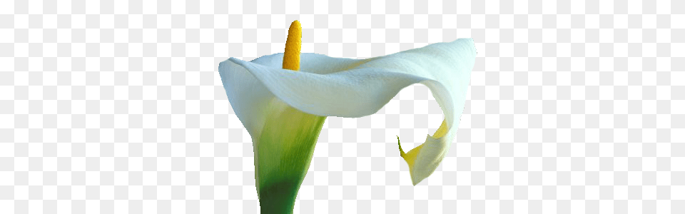 Callalily Images Transparent, Flower, Petal, Plant, Araceae Png
