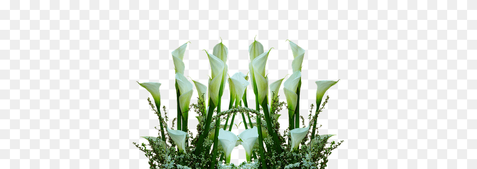 Callas Flower, Flower Arrangement, Flower Bouquet, Plant Free Transparent Png