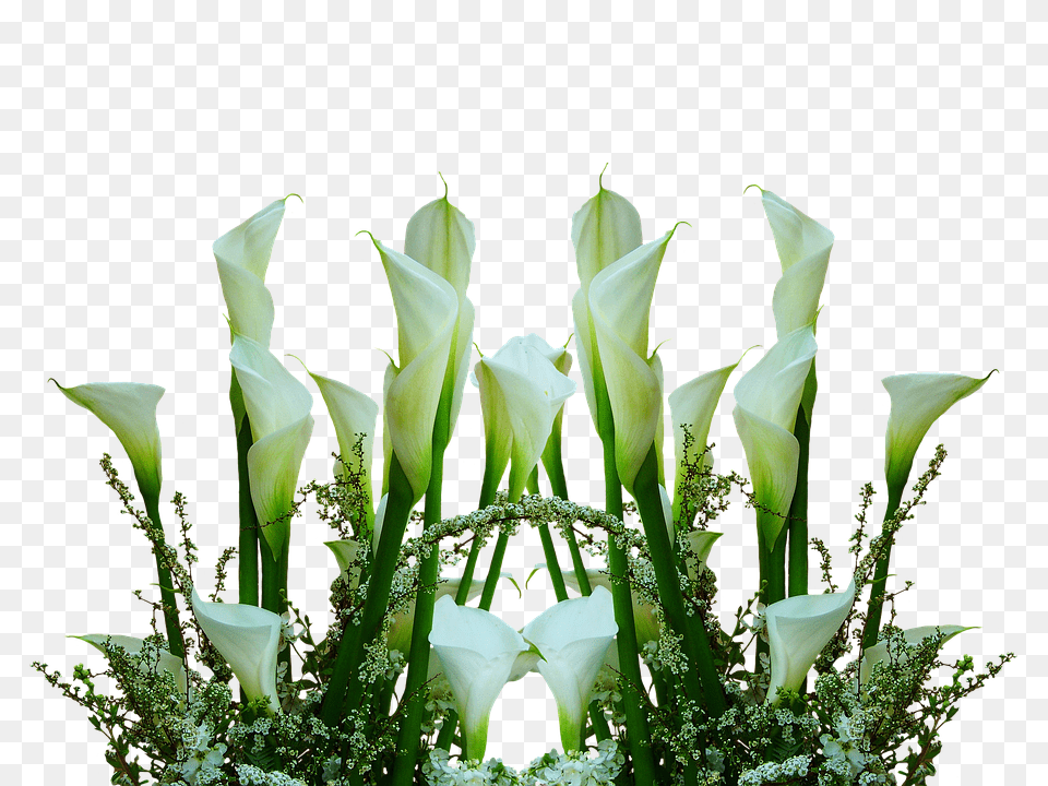 Callas Flower, Flower Arrangement, Flower Bouquet, Plant Free Transparent Png