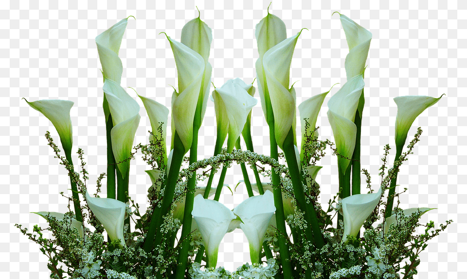Callas Flowers Cut Flowers Arrangement Romantic Flower, Flower Arrangement, Flower Bouquet, Plant, Petal Free Png