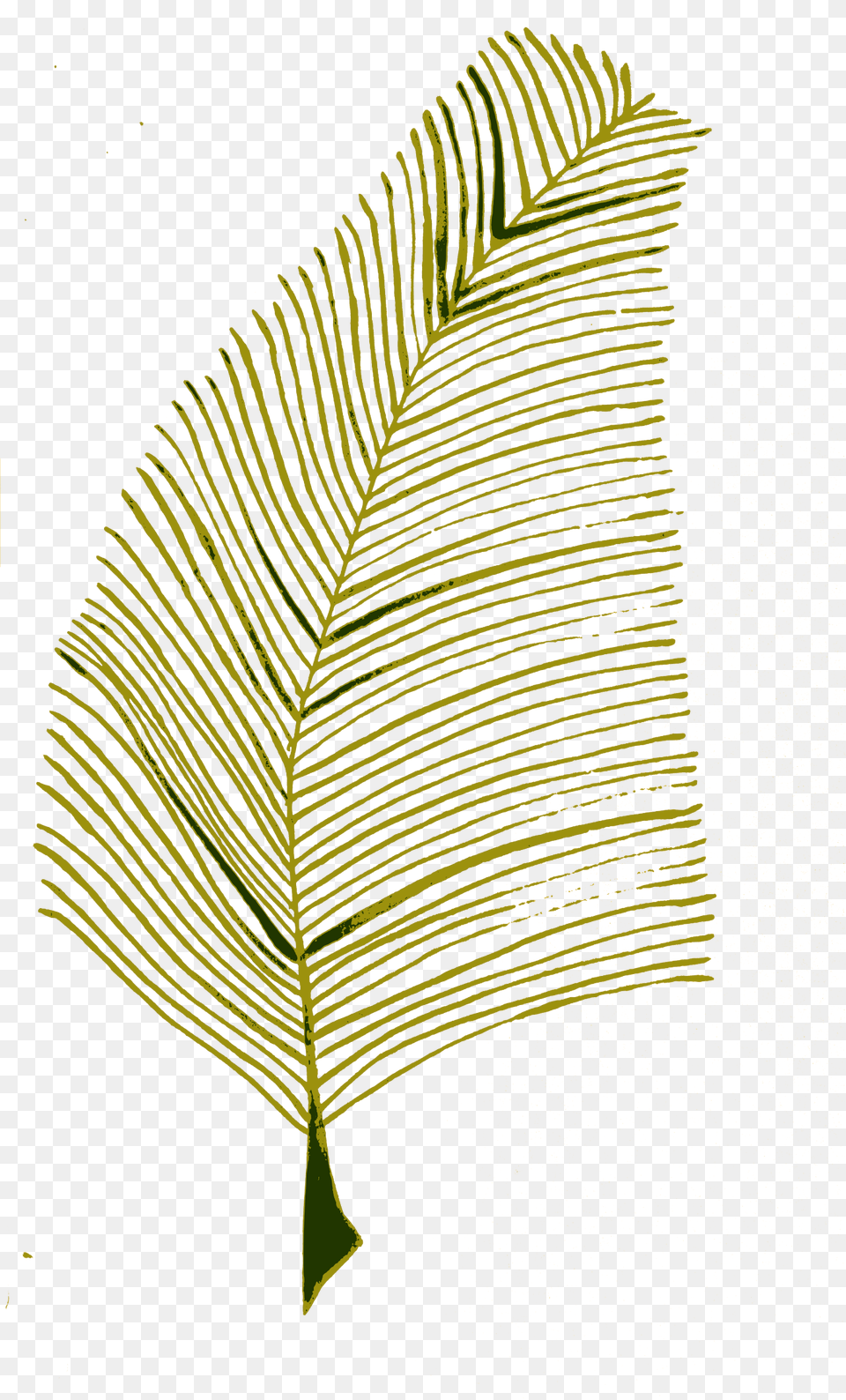 Calligraphic Illustration Leaf Twig Plant 2 Clip Roystonea, Fern, Tree Png Image