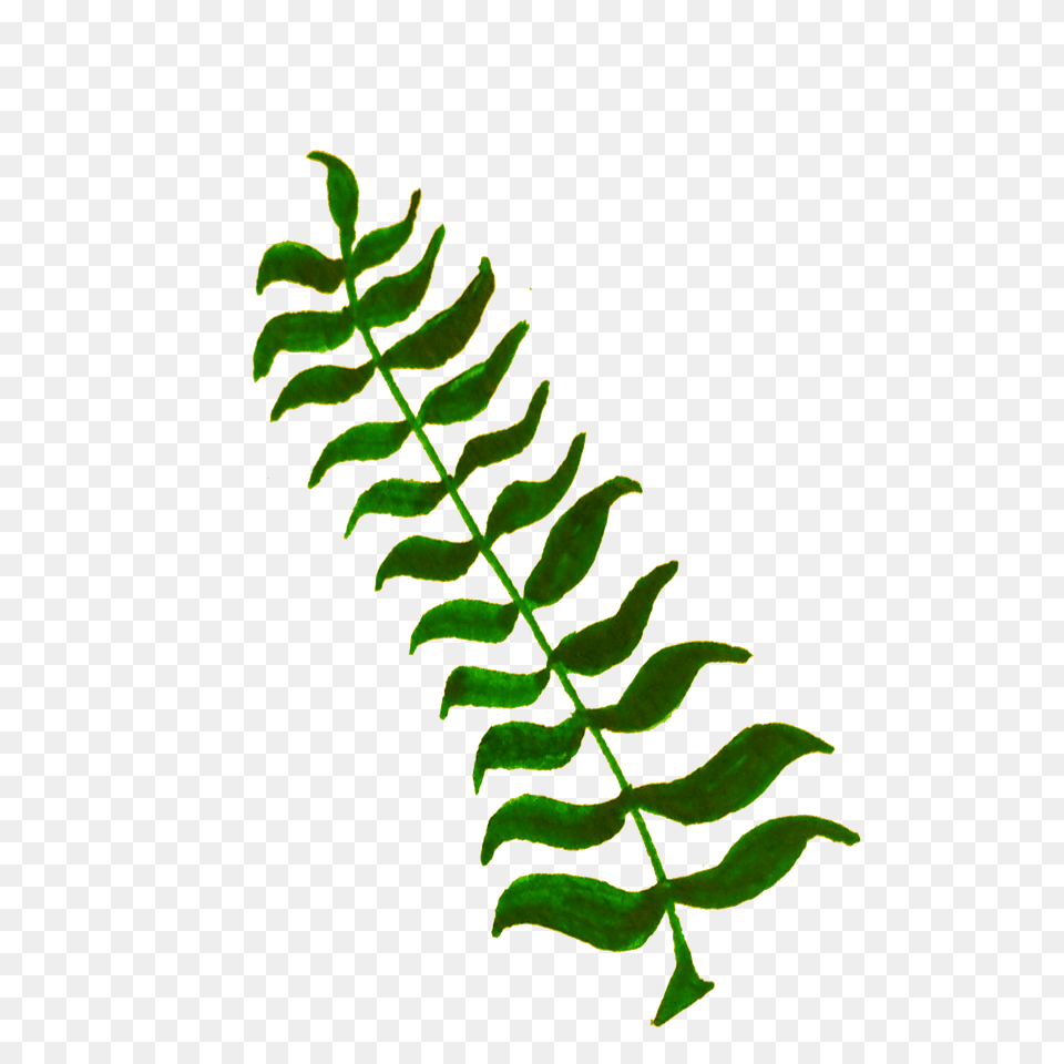 Calligraphic Illustration Leaf Twig Plant Icons, Fern Png Image
