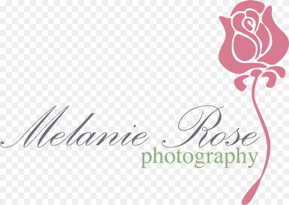 Calligraphy, Flower, Plant, Rose, Text Free Png Download