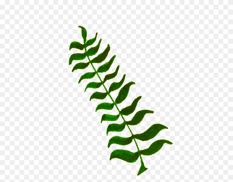 Calligraphy Computer Icons Plant Stem Leaf Twig, Fern Free Transparent Png