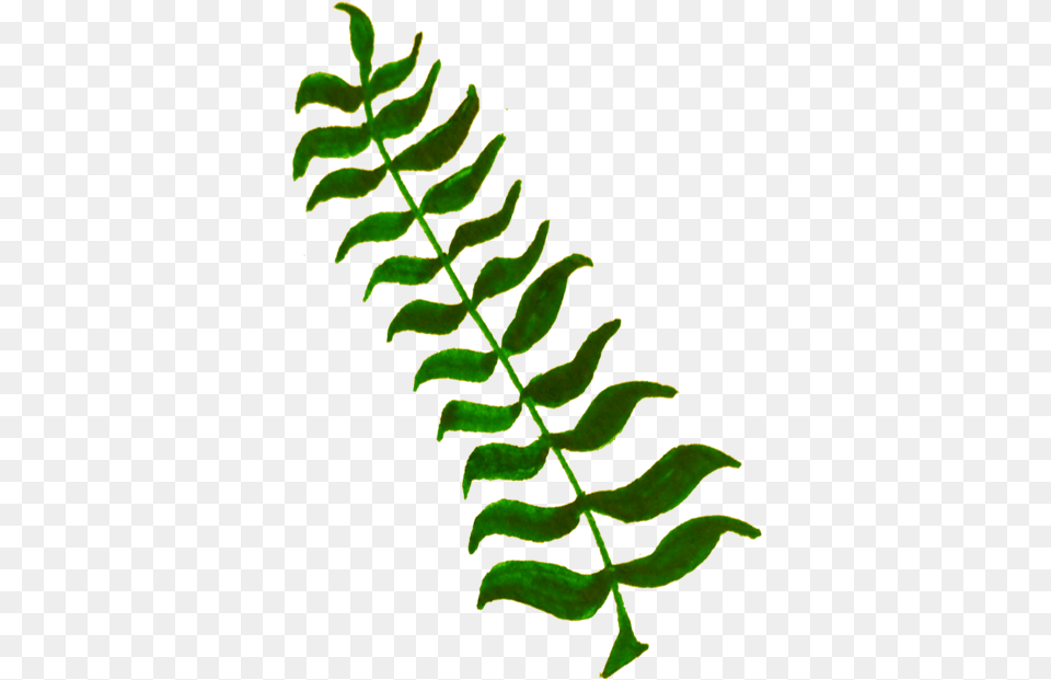 Calligraphy Computer Icons Plant Stem Leaf Twig Green Plant Illustration, Fern Free Png Download