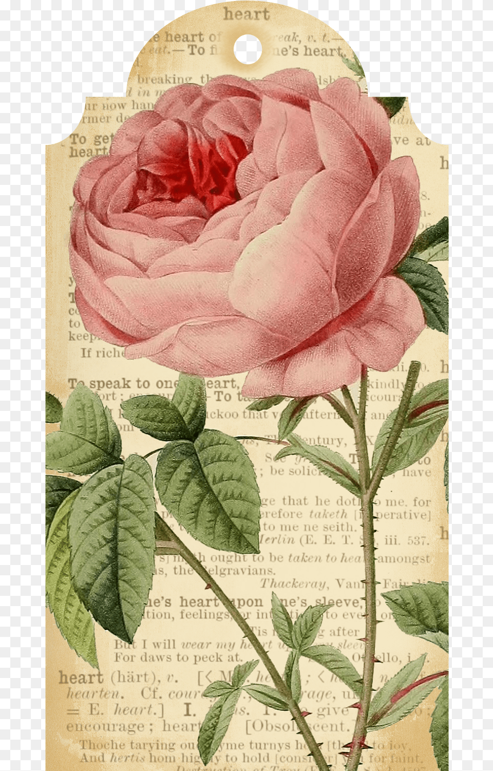 Callmevictorian Flower Printable Tags 4 Tags Printable Vintage Flower Frame, Dahlia, Petal, Plant, Rose Free Png Download